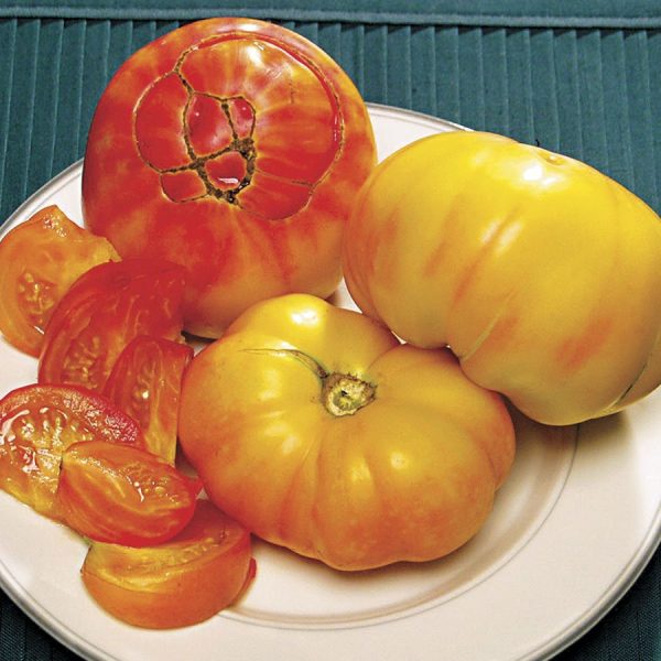 بذر گوجه فرنگی آناناسی ارگانیک | TOMATO SEEDS PINEAPPLE ORGANIC