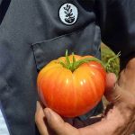 بذر گوجه فرنگی آناناسی ارگانیک | TOMATO SEEDS PINEAPPLE ORGANIC