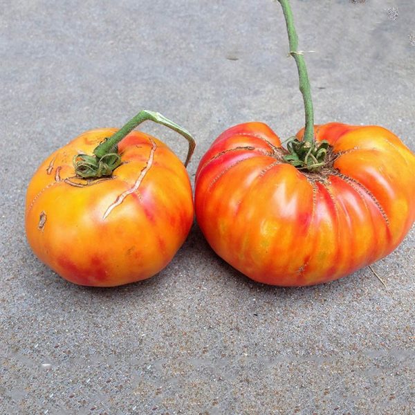بذر گوجه فرنگی آناناسی ارگانیک | TOMATO SEEDS PINEAPPLE ORGANIC