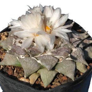 بذر کاکتوس آریوکارپوس Ariocarpus retusus furfuraceus Saltillo wide tubercle