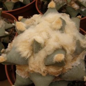 بذر کاکتوس آریوکارپوس Ariocarpus retusus furfuraceus cv big ar.