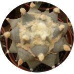بذر کاکتوس آریوکارپوس Ariocarpus retusus furfuraceus cv big ar.