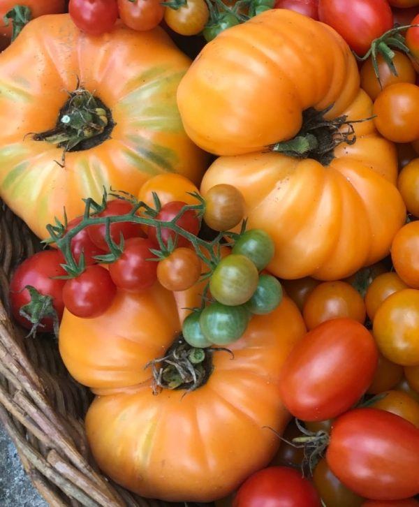 بذر گوجه فرنگی خرمالو ارگانیک | TOMATO SEEDS PERSIMMON