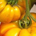 بذر گوجه فرنگی خرمالو ارگانیک | TOMATO SEEDS PERSIMMON