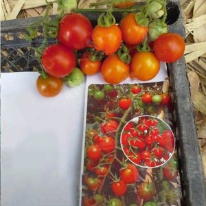 بذر گوجه فرنگی واریته عسل قرمز | RED HONEY F1 HYBRID TOMATO