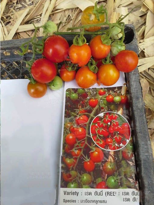 بذر گوجه فرنگی واریته عسل قرمز | RED HONEY F1 HYBRID TOMATO