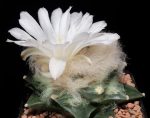 بذر کاکتوس آریوکارپوس Ariocarpus retusus scapharostroides