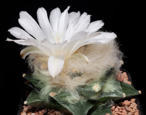 بذر کاکتوس آریوکارپوس Ariocarpus retusus scapharostroides