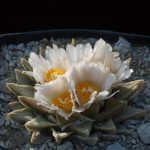 بذر کاکتوس آریوکارپوس Ariocarpus retusus scapharostroides