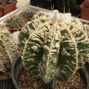 بذر کاکتوس آستروفیتوم اورناتوم سی وی فیوکوریا هانیا | Astrophytum ornatum cv Fukuriyo Hania x ornatum