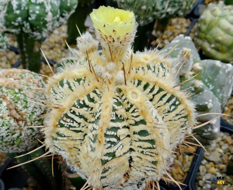 خرید بذر کاکتوس آستروفیتوم اورناتوم سی وی فیوکوریا هانیا | Astrophytum ornatum cv Fukuriyo Hania x ornatum