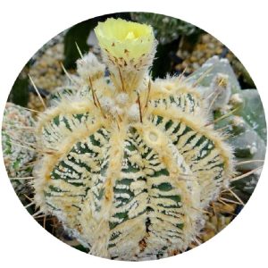بذر کاکتوس آستروفیتوم اورناتوم سی وی فیوکوریا هانیا | Astrophytum ornatum cv Fukuriyo Hania x ornatum