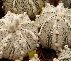 بذر کاکتوس آستروفیتوم Astrophytum CAPSK F2