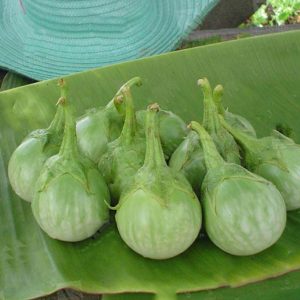 بذر بادمجان گرد سبز هیبرید واریته یود پچ | YODPETCH F1 HYBRID ROUND EGGPLANT