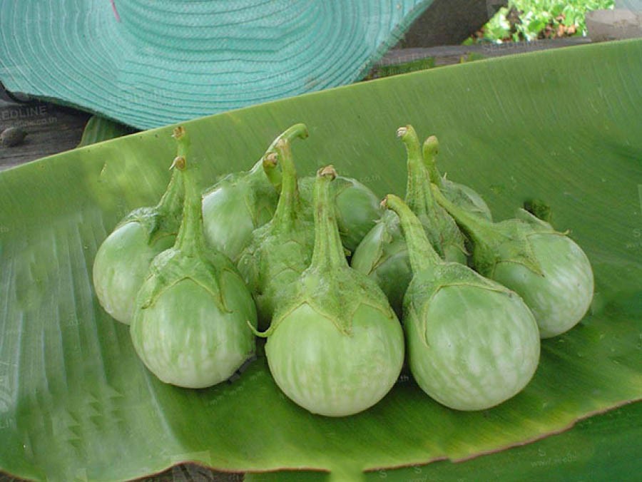 بذر بادمجان گرد سبز هیبرید واریته یود پچ | YODPETCH F1 HYBRID ROUND EGGPLANT