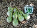 بذر بادمجان گرد سبز هیبرید واریته یود پچ | YODPETCH F1 HYBRID ROUND EGGPLANT