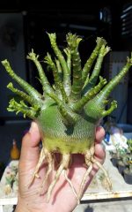 بذر آدنیوم عربیکوم واریته  (Adenium arabicum kamlaidang (KLD