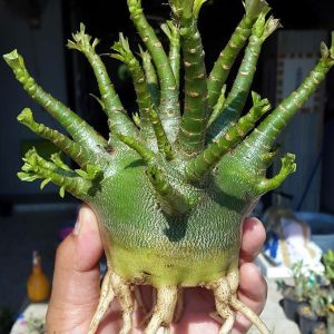 بذر آدنیوم عربیکوم واریته  (Adenium arabicum kamlaidang (KLD