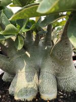 بذر آدنیوم عربیکوم واریته  (Adenium arabicum kamlaidang (KLD