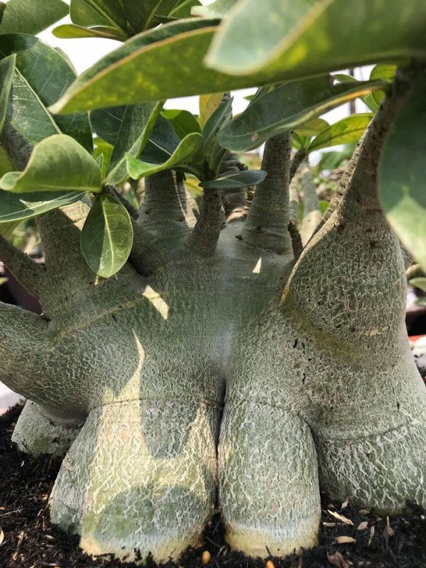 بذر آدنیوم عربیکوم واریته  (Adenium arabicum kamlaidang (KLD