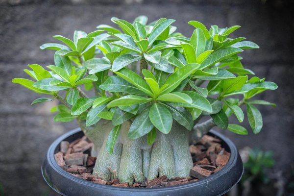 بذر آدنیوم عربیکوم واریته  (Adenium arabicum kamlaidang (KLD