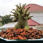 بذر آدنیوم عربیکوم واریته  (Adenium arabicum kamlaidang (KLD