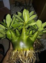 بذر آدنیوم عربیکوم واریته  (Adenium arabicum kamlaidang (KLD