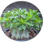بذر آدنیوم عربیکوم واریته  (Adenium arabicum kamlaidang (KLD