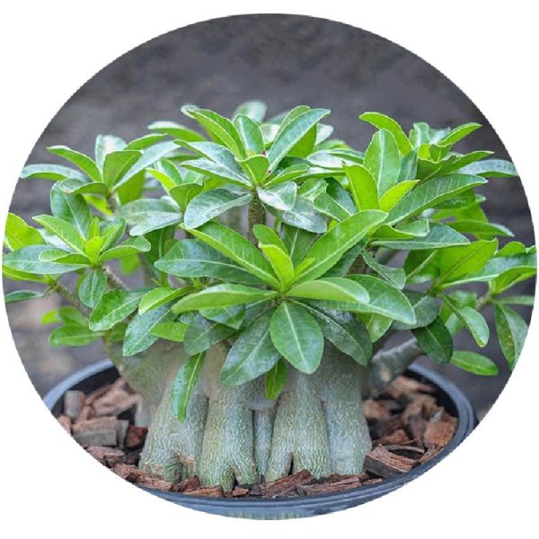 بذر آدنیوم عربیکوم واریته  (Adenium arabicum kamlaidang (KLD