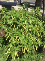 بذر فلفل تند واریته نافا | NAPHA SPECIAL HOT PEPPER