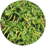 بذر فلفل تند واریته نافا | NAPHA SPECIAL HOT PEPPER