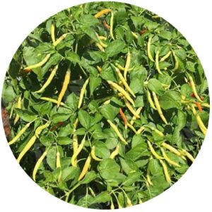 بذر فلفل تند واریته نافا | NAPHA SPECIAL HOT PEPPER