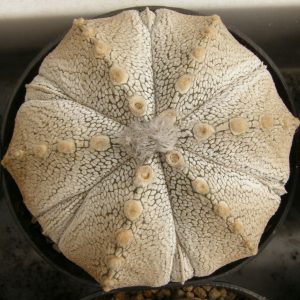 بذر کاکتوس آستروفیتوم Astrophytum COxSK