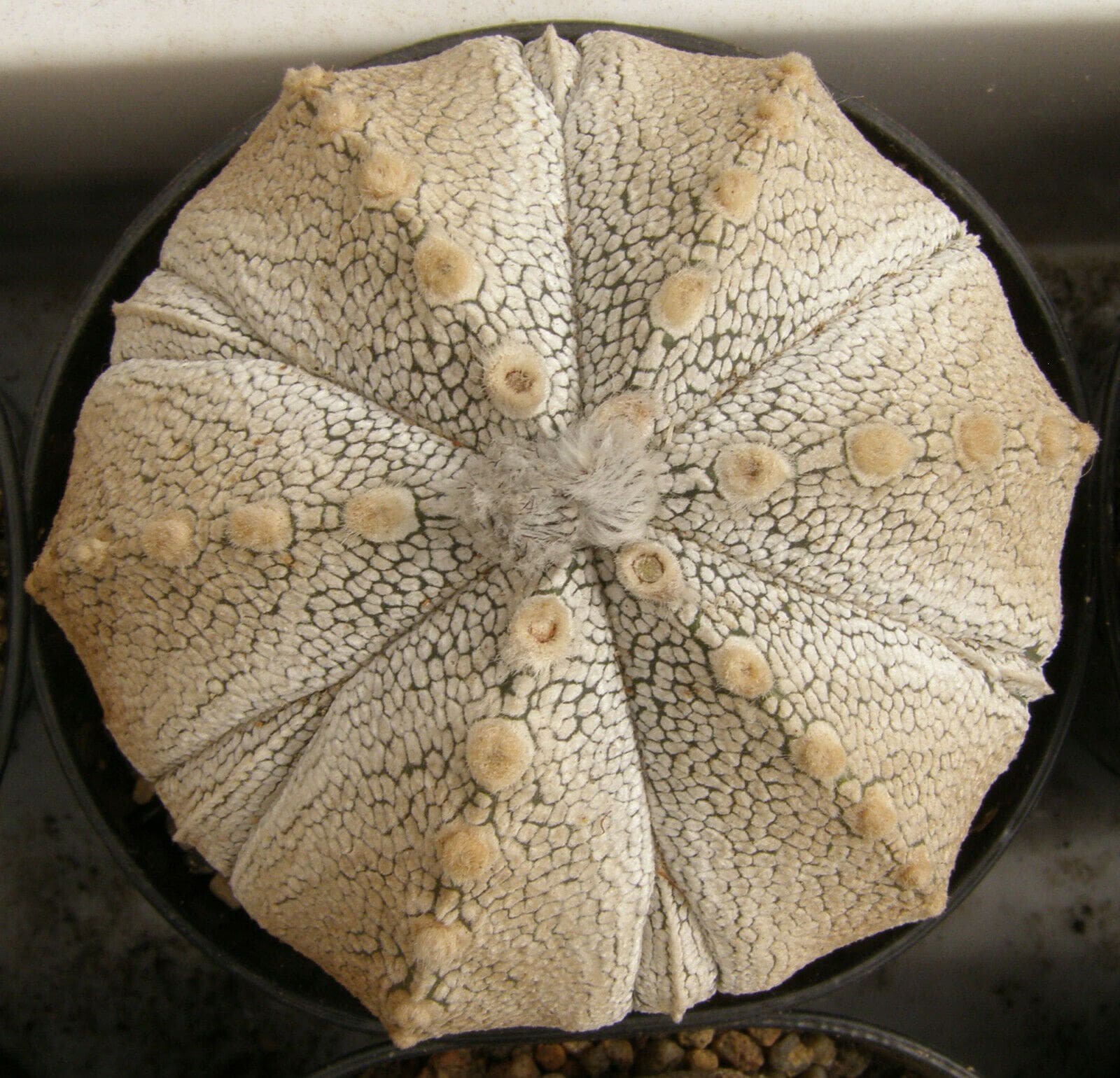 بذر کاکتوس آستروفیتوم Astrophytum COxSK