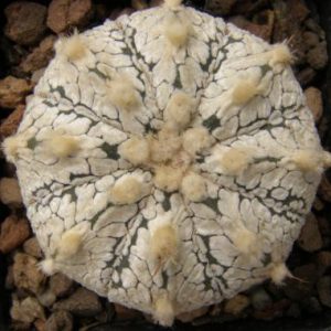 بذر کاکتوس آستروفیتوم Astrophytum NIVSK F2