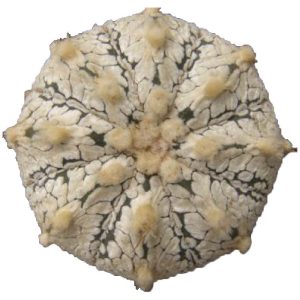بذر کاکتوس آستروفیتوم Astrophytum NIVSK F2