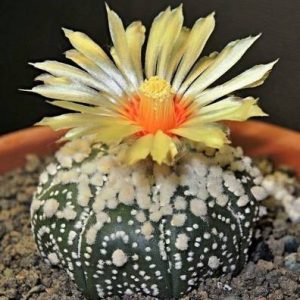 بذر کاکتوس آستروفیتوم هانازانو Astrophytum asterias cv. Hanazono