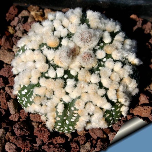 بذر کاکتوس آستروفیتوم هانازانو Astrophytum asterias cv. Hanazono