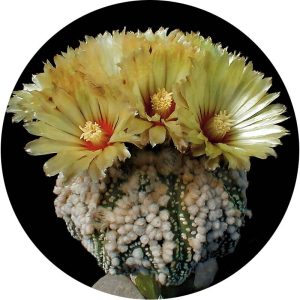 بذر کاکتوس آستروفیتوم هانازانو Astrophytum asterias cv. Hanazono