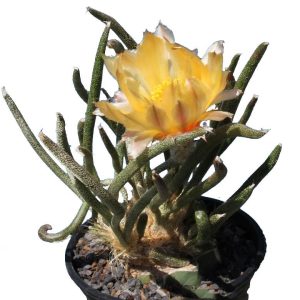 بذر کاکتوس آستروفیتوم کاپوت مدوسا Astrophytum caput-medusae