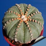 بذر کاکتوس آستروفیتوم لاین آرئولس Astrophytum cv Line Areoles