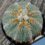 بذر کاکتوس آستروفیتوم لاین آرئولس Astrophytum cv Line Areoles