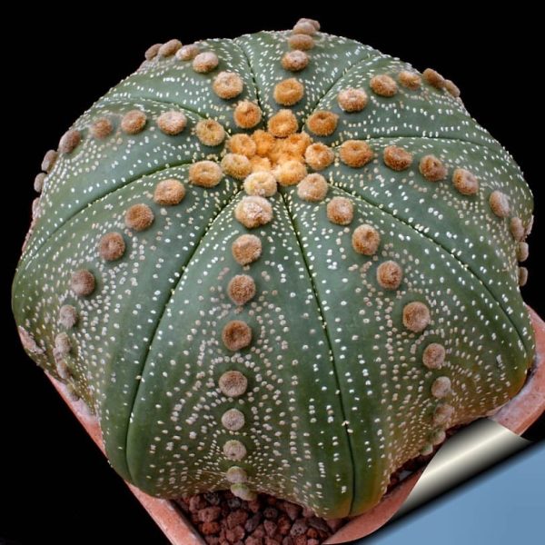بذر کاکتوس آستروفیتوم لاین آرئولس Astrophytum cv Line Areoles