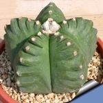 بذر کاکتوس آستروفیتوم کیکو نادوم Astrophytum myriostigma cv.Kikko f nudum