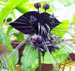 بذر گل کمیاب ارکیده ببر سیاه (Black Tiger Orchid)