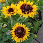 بذر گل بسیار زیبای رودبکیا هیرتا سونورا | rudbeckia hirta sonora