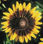 بذر گل بسیار زیبای رودبکیا هیرتا سونورا | rudbeckia hirta sonora