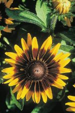 بذر گل بسیار زیبای رودبکیا هیرتا سونورا | rudbeckia hirta sonora