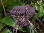 بذر گل کمیاب ارکیده ببر سیاه (Black Tiger Orchid)