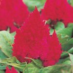 بذر تاج خروس واریته کیمونو قرمز | celosia plumosa kimono Red